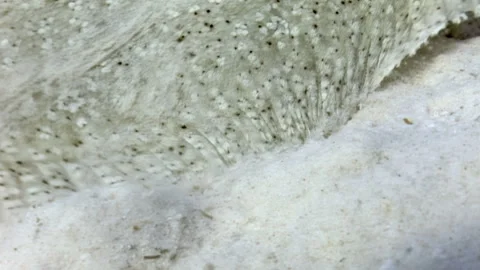 Flatfish Hides in Plain Sight Camouflaged Against the Seafloor Sand Stock Footage 334913409