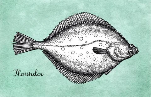 Flatfish. Ink sketch of flounder. Stock Illustration