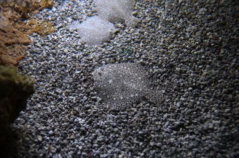 Flatfish invisble on seabed Stock Photos
