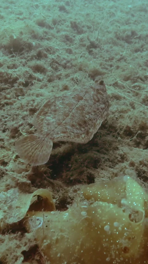 Flatfish Lemon sole (Microstomus kitt) swimming over seabed covered with brown Stock Footage 318833234