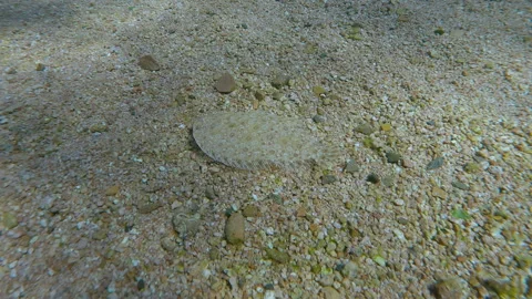 Flatfish, Leopard flounder camouflages perfectly against background of sand Stock Footage 333947570