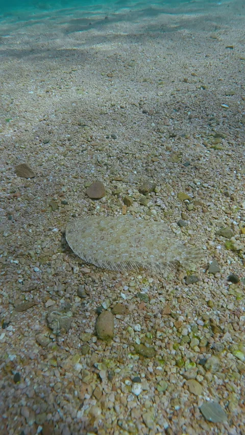 Flatfish, Leopard flounder camouflages perfectly against background of sand Video stock 343229984
