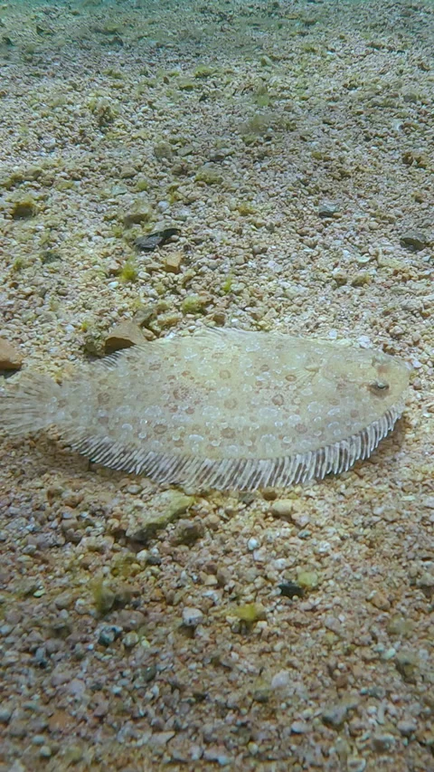 Flatfish, Leopard flounder moves on sand seabed in vivid sunbeams. Stock Footage 331313519