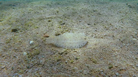 Flatfish, Leopard flounder moves on sand seabed in vivid sunbeams. Stock Footage 337455860