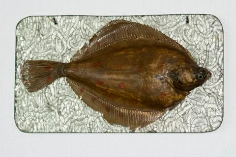 Flatfish Stock Photos