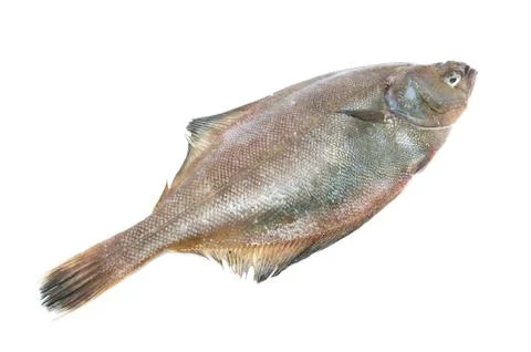 Flatfish Stock Photos