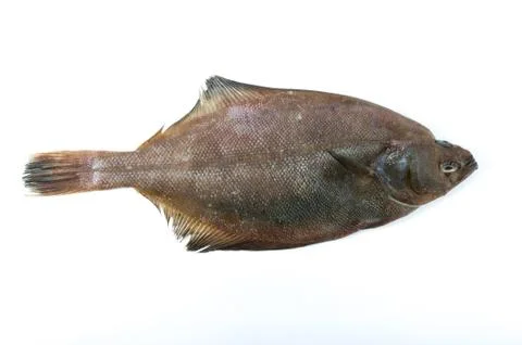Flatfish Stock Photos