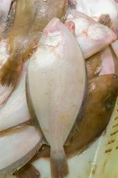 Flatfish Stock Photos