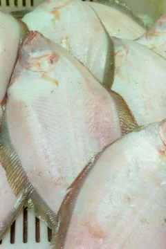 Flatfish Stock Photos