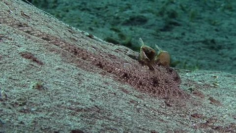 Flatfish portrait Stock Footage 82887444