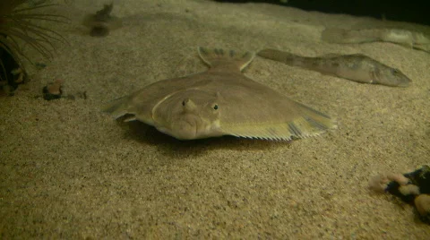 Flatfish is resting at the bottom of the water Stock-Footage 359458