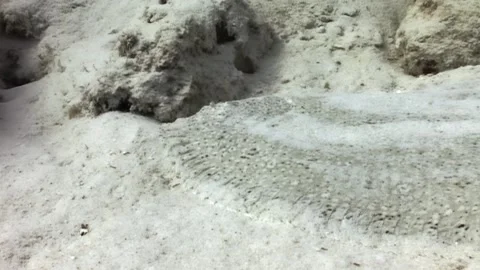 Flatfish Resting Perfectly Camouflaged on the Ocean Floor in Daytime Stock Footage 321010364