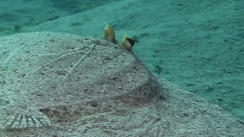 Flatfish slides down the hill. Underwater close up. Stock Footage 82887452