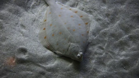 Flatfish (Sole) – 4K Underwater Footage of Camouflaged Bottom Dweller Stockbeeldmateriaal 313366205