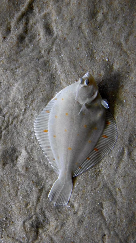 Flatfish (Solea solea) Resting on Sandy Seafloor with Subtle Sand Movement | 4K Stockbeeldmateriaal 314508957