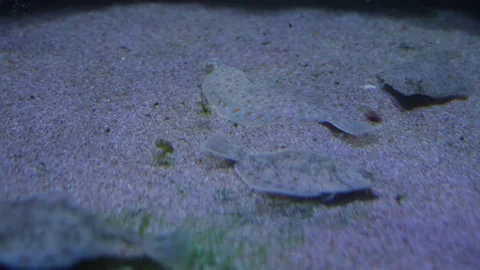 A Flatfish swimming Stock Footage 239578110