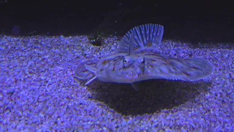 A flatfish swimming Stock Footage 257365654