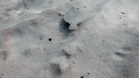 Flatfish - Pleuronectidae. Flat Fish Laying Under the Sand on the