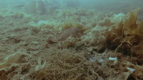 Flatfish swims over the seabed covered with brown algae and hides behind Stock Footage 317768364