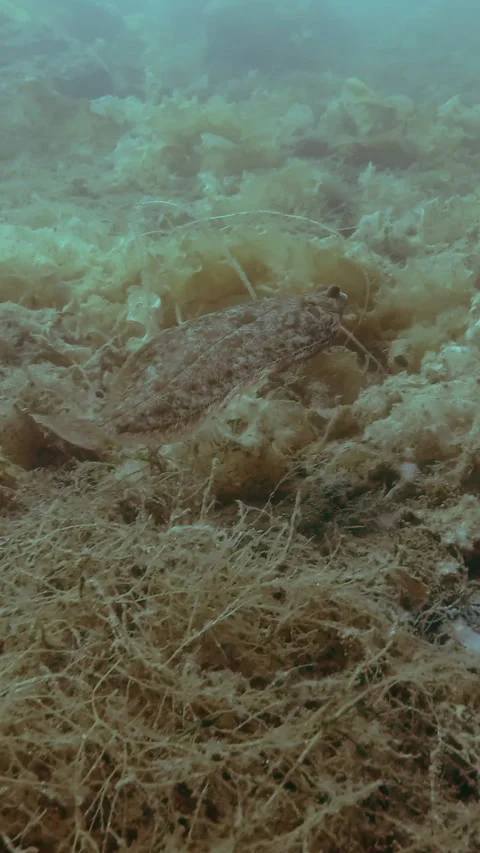 Flatfish swims over the seabed covered with brown algae and hides behind Stock Footage 318833176