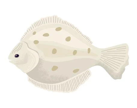 Flatfish vector illustration with beige color and brown spots. Detailed marine Stock Illustration