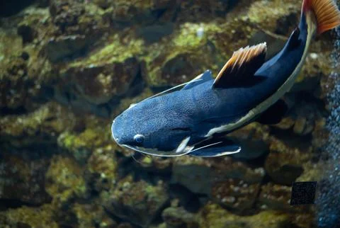 Flathead catfish in an aquarium. Fish view from above. Flathead catfish is the Stock Photos