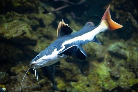 Flathead catfish in an aquarium. Flathead catfish is the only representative of Stock Photos