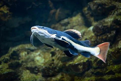 Flathead catfish in an aquarium. Flathead catfish is the only representative of Stock Photos