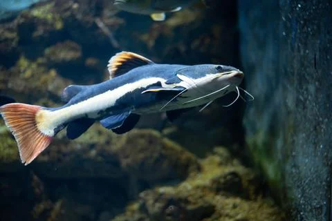 Flathead catfish in an aquarium. Flathead catfish is the only representative of Stock Photos