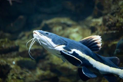 Flathead catfish in an aquarium. Flathead catfish is the only representative of Stock Photos