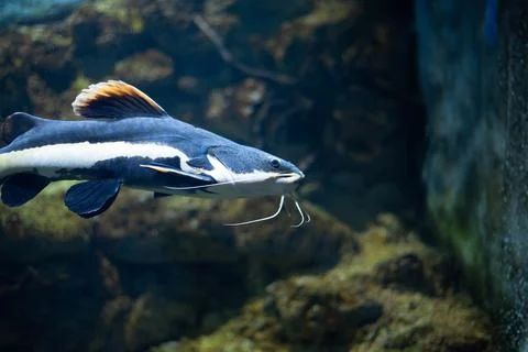 Flathead catfish in an aquarium. Flathead catfish is the only representative of Stock Photos