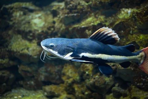 Flathead catfish in an aquarium. Flathead catfish is the only representative of Stock Photos