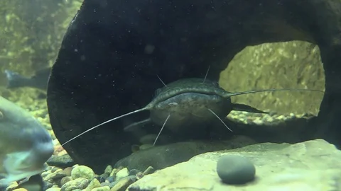 Flathead Catfish Fish aka Muddy Cat Pylodictis olivaris Vidéo 95436160