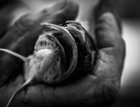 Flathead catfish in hand 写真素材