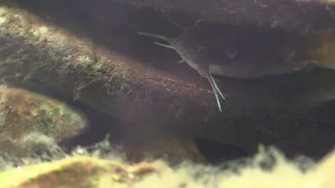 Flathead catfish hiding on river bottom Stock Footage 74658699