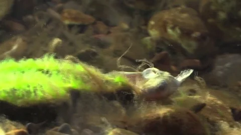 Flathead catfish on river bottom Video stock 74657782