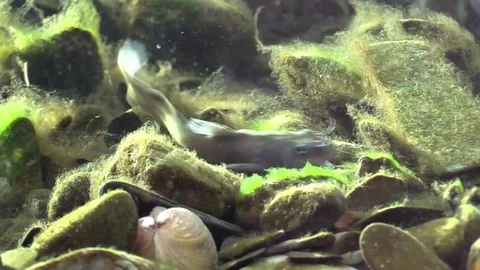 Flathead catfish on river bottom looking for food Stock Footage 74657869