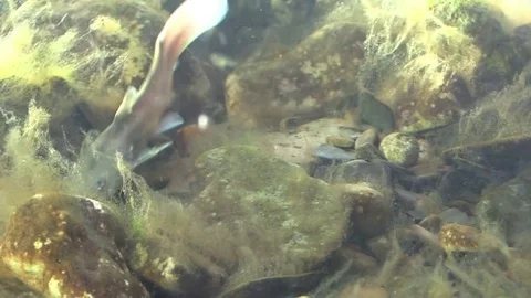 Flathead catfish on river bottom searching for food Stock Footage 74658197