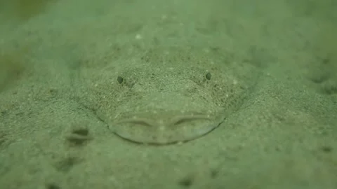 Flathead close up sand watching Stock Footage 231949698