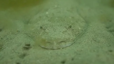 Flathead close up sand watching Stock Footage 231949729