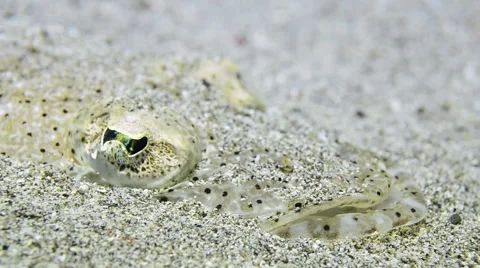 Flathead Fish Hiding in the Sand Stock Footage 64268925
