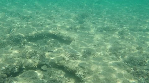 Flathead grey mullet, flathead mullet, striped mullet (Mugil cephalus) undersea Stock Footage 138634703