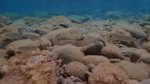 Flathead grey mullet, flathead mullet, striped mullet (Mugil cephalus) undersea Stock Photos