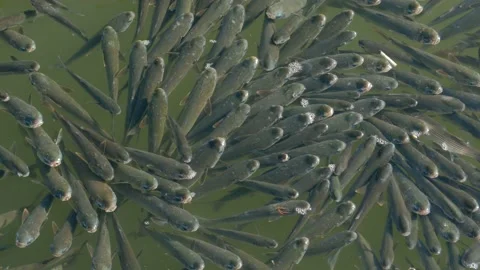 Flathead grey mullet Stock Footage 169785315