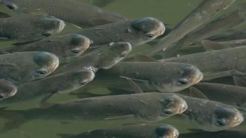 Flathead grey mullet Stock Footage 169785844