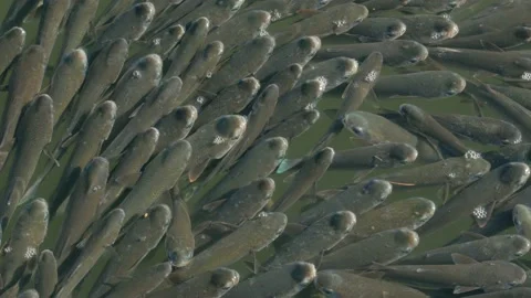 Flathead grey mullet Stock Footage 169785868