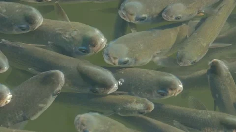 Flathead grey mullet Stock Footage 169785913