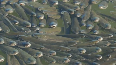 Flathead grey mullet Stock Footage 169785918