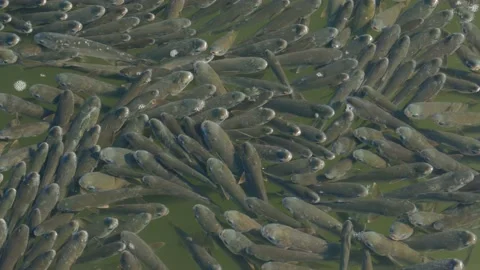 Flathead grey mullet Stock-Footage 169786168