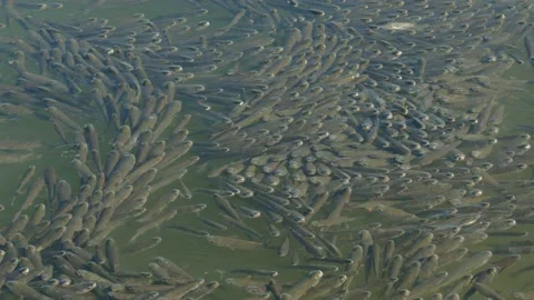 Flathead grey mullet Stock Footage 169786184